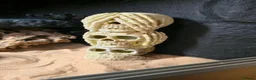 Bearded Dragon reptiles for sale: Hypo Orange Blue Bar Berded Dragon  in Dewsbury - Advert 12
