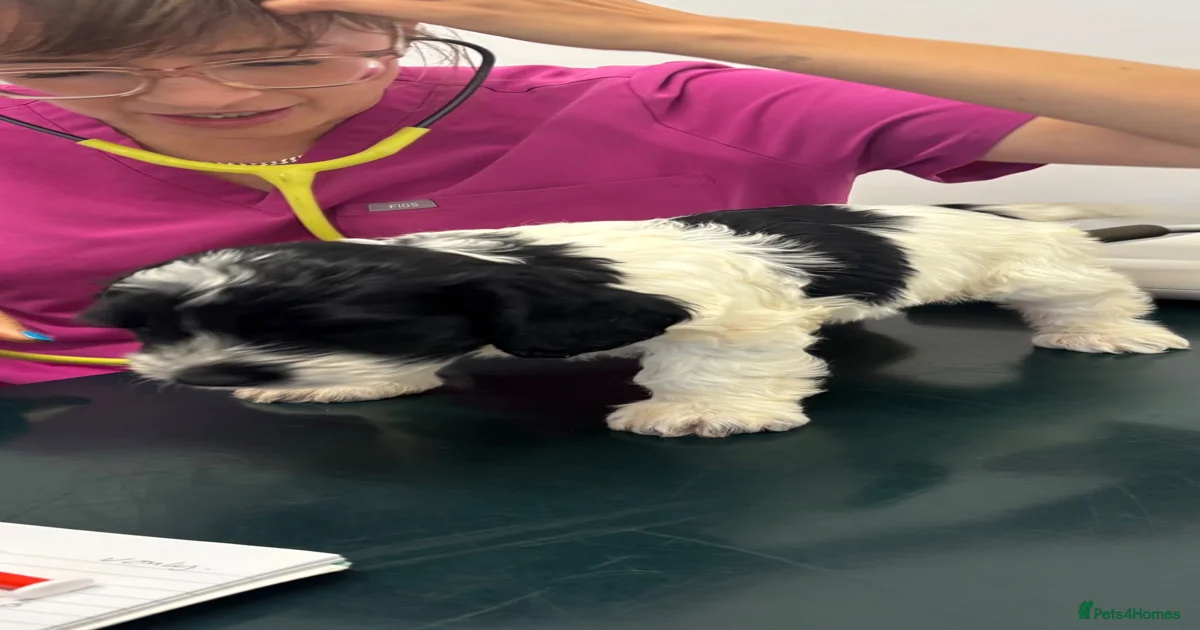 Mini cockapoo health tested 1 beautiful girl for sale in Basingstoke ...