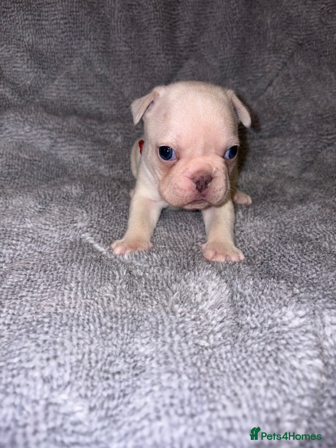 French Bulldog dogs for sale: 🐾French bulldog puppies🐾 ready end of jan - Advert 10