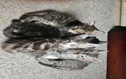 British Longhair cats for sale: British Longhair Tabby Kittens - Image 1