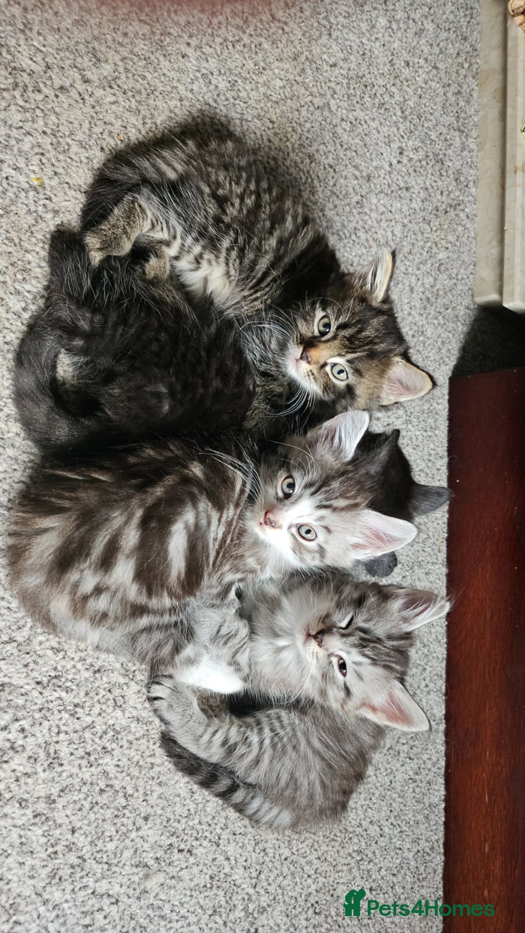 British Longhair cats for sale: British Longhair Tabby Kittens - Image 1