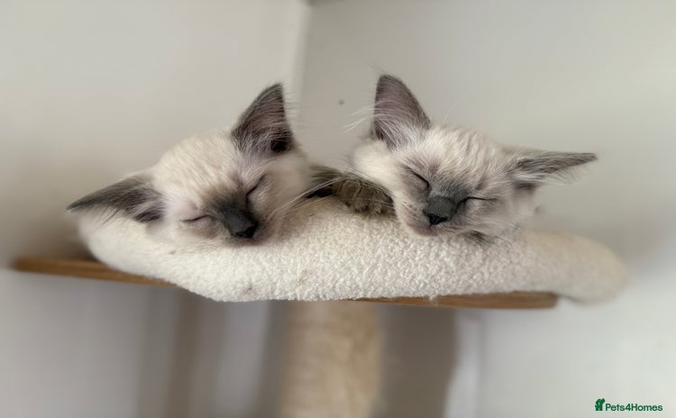 Ragdoll cats - Advert 4
