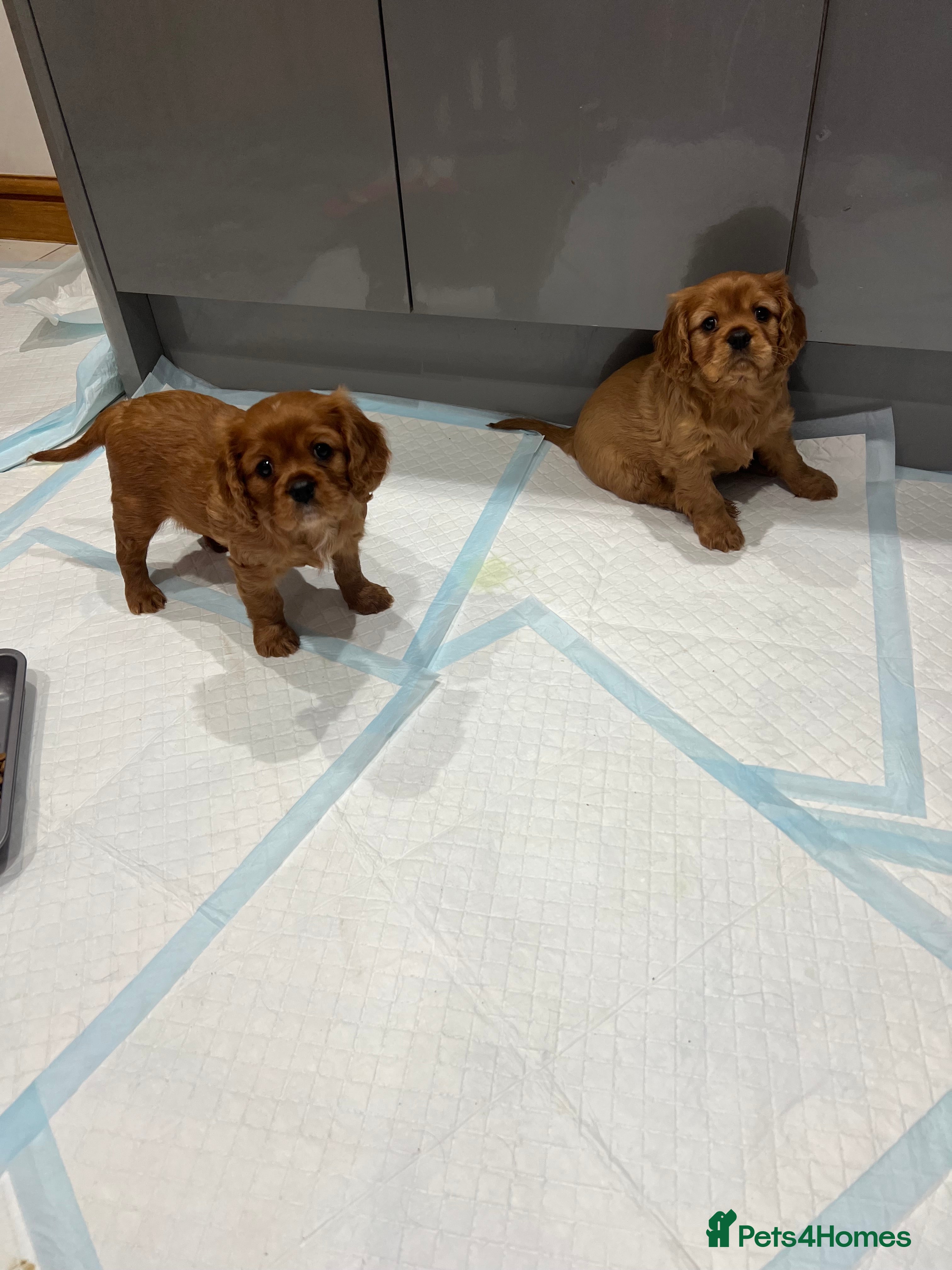 Cavalier King Charles Spaniel dogs Exceptional KC Reg Health tested cavalier puppies - Advert 13