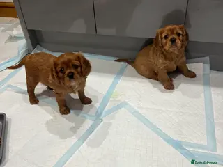 Cavalier King Charles Spaniel dogs Exceptional KC Reg Health tested cavalier puppies - Advert 13