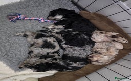 Schnoodle dogs for sale: 3 Stunning F2b Mearle Schnoodle Puppies - Image 22