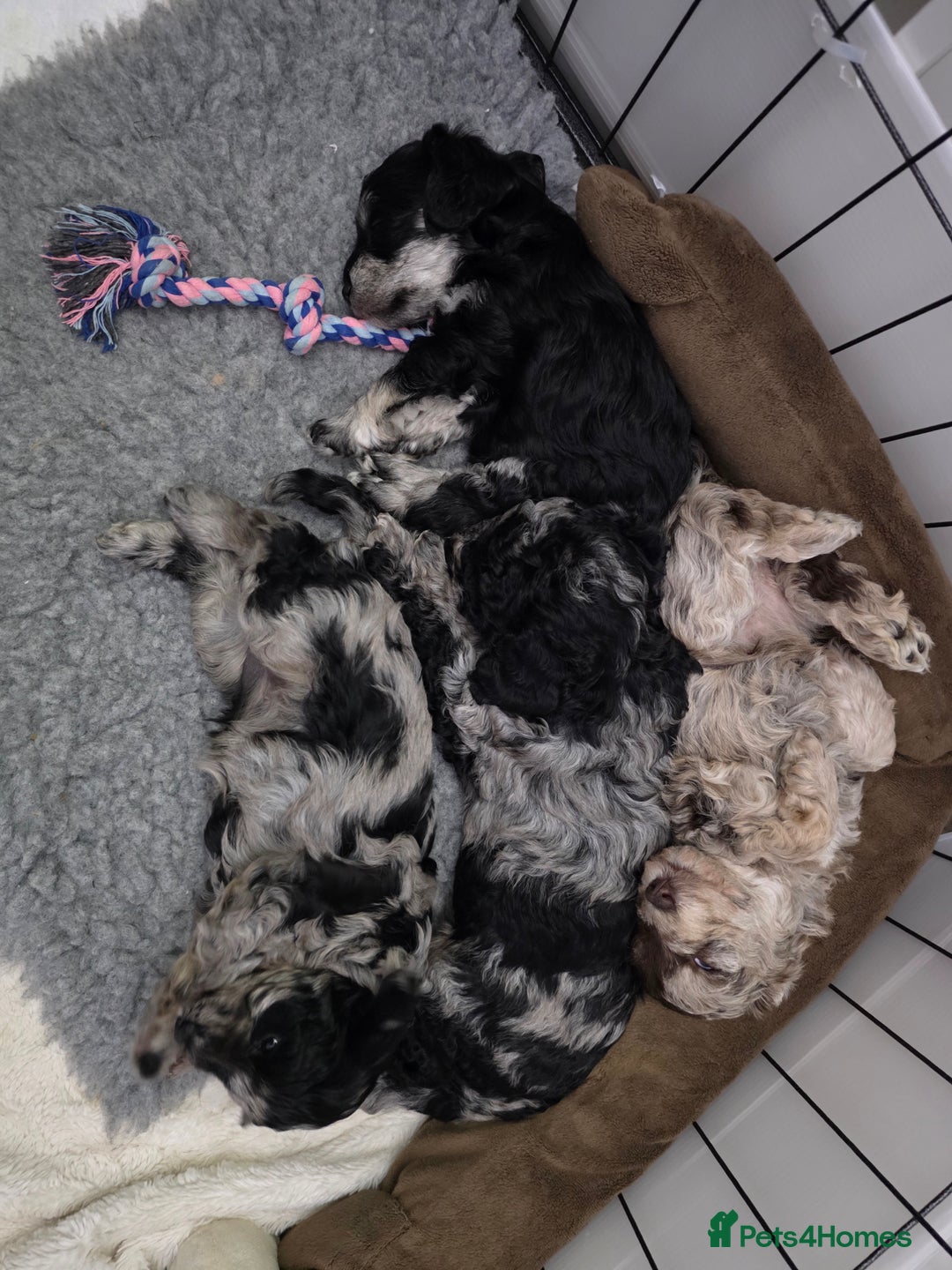 Schnoodle dogs for sale: 3 Stunning F2b Mearle Schnoodle Puppies - Image 22
