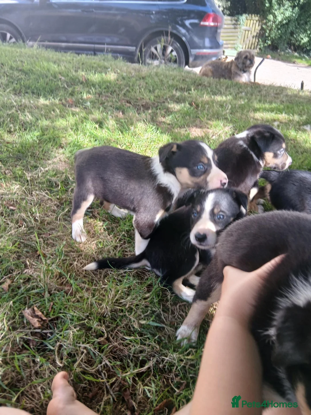Border Collie dogs for sale: Tri coloured collies  - Advert 9
