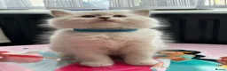 Ragdoll cats for sale: Ragdool x kittens in Scunthorpe - Advert 4