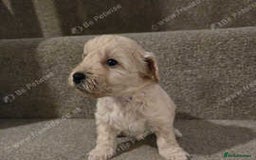 Cockapoo dogs for sale: Beautiful cockapoos for sale ready mid December - Advert 4