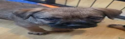 Border Terrier dogs for sale: KC Registered Border Terrier males  ready now  - Advert 21