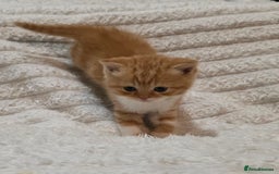 British Shorthair cats for sale: Beautiful unusual British shorthair kittens - Image 24