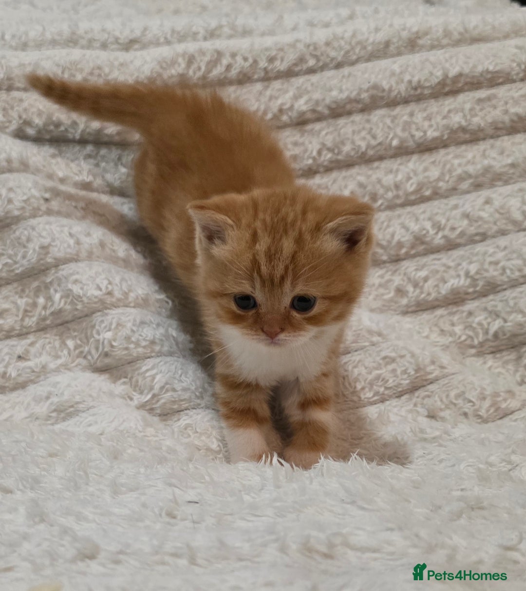 British Shorthair cats for sale: Beautiful unusual British shorthair kittens - Image 24