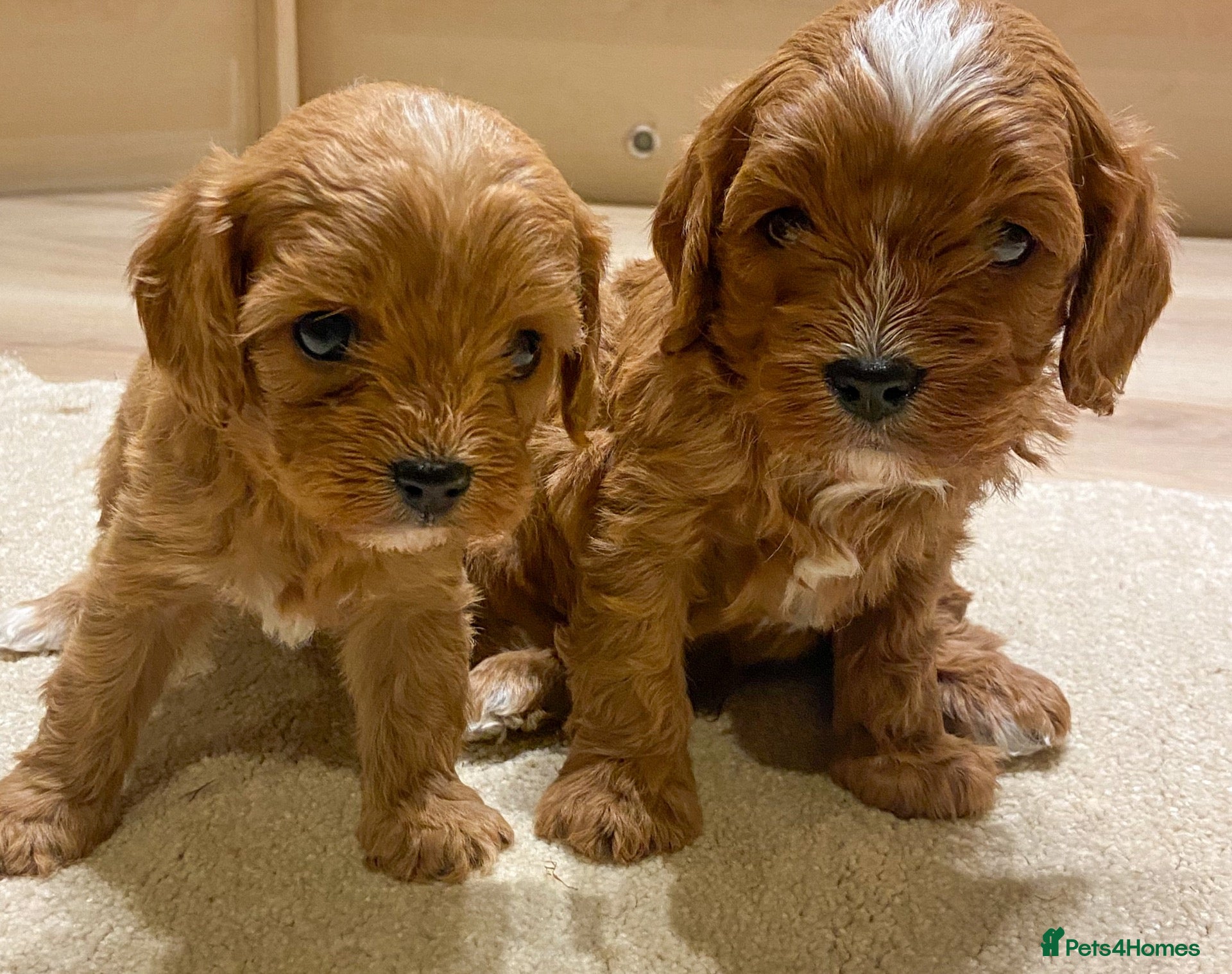 Cavapoo dogs Cavapoo pups from HEALTH TESTED KC parents - Advert 1