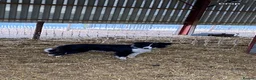 Border Collie dogs for sale: 18 month old border collie  - Advert 5
