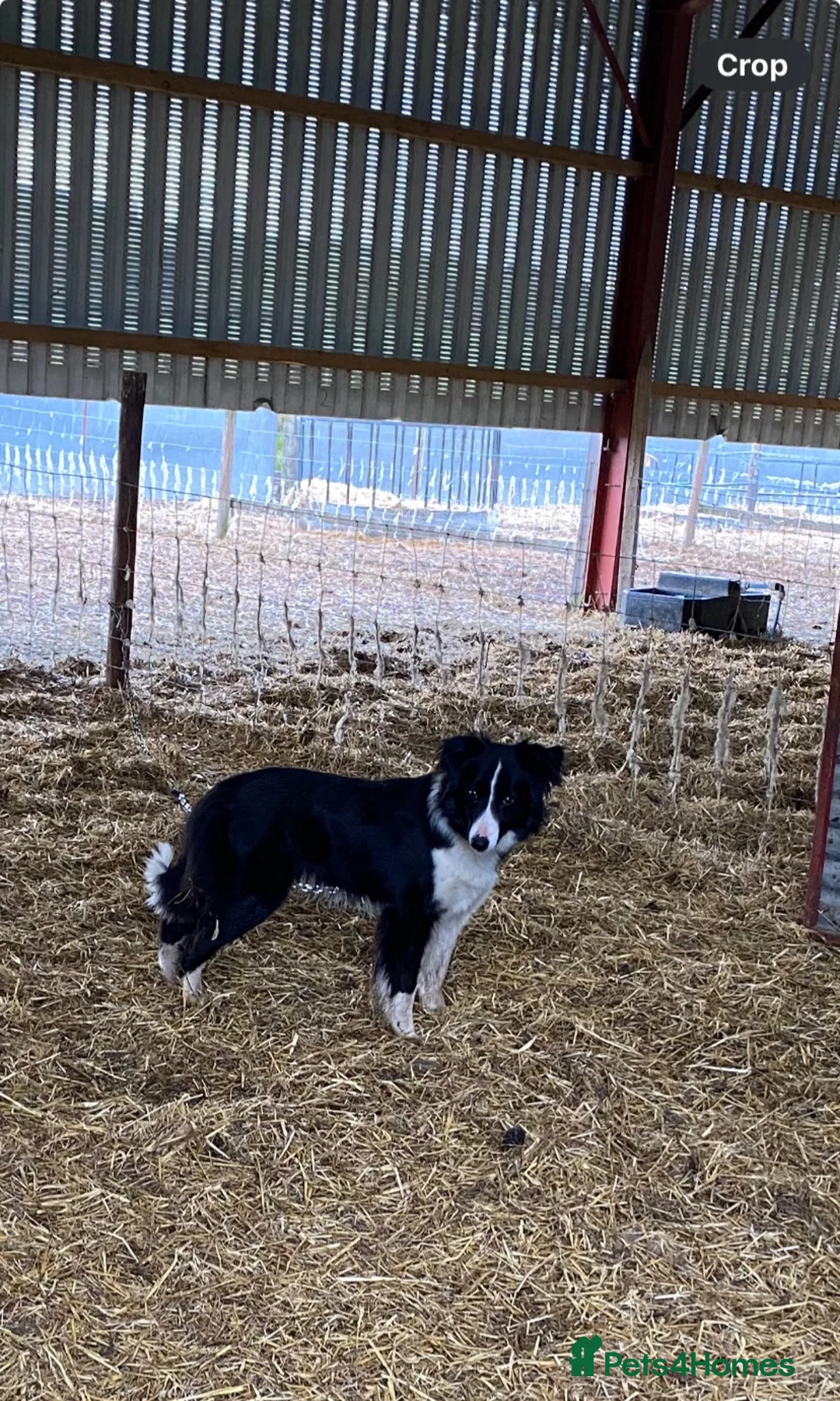 Border Collie dogs for sale: 18 month old border collie  - Advert 5
