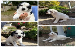 Cocker Spaniel dogs for sale: 2 pups left! Gorgeous Working Cocker Spaniels - Image 1