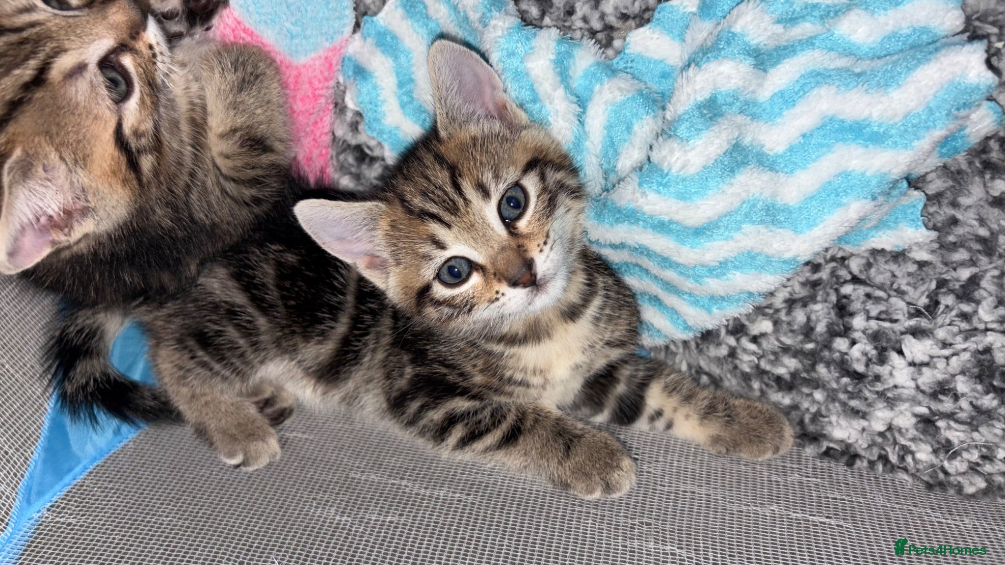 Bengal cats Bengal cross kittens 2 males ready to leave soon - Advert 8