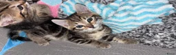 Bengal cats for sale: Bengal cross kittens 2 males ready to leave soon - Advert 1