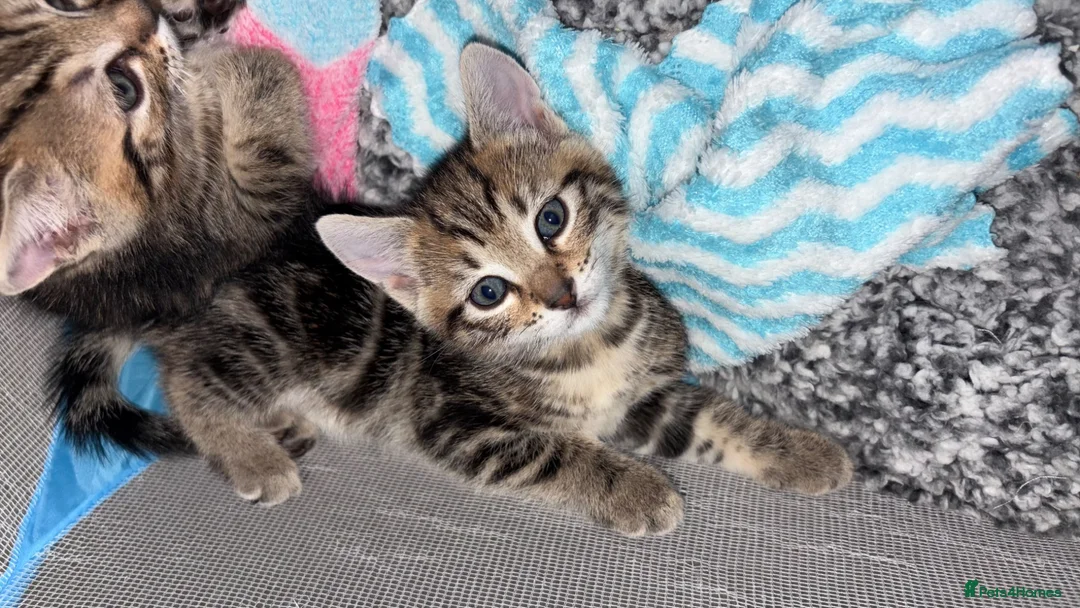 Bengal cats for sale: Bengal cross kittens 2 males ready to leave soon - Advert 1