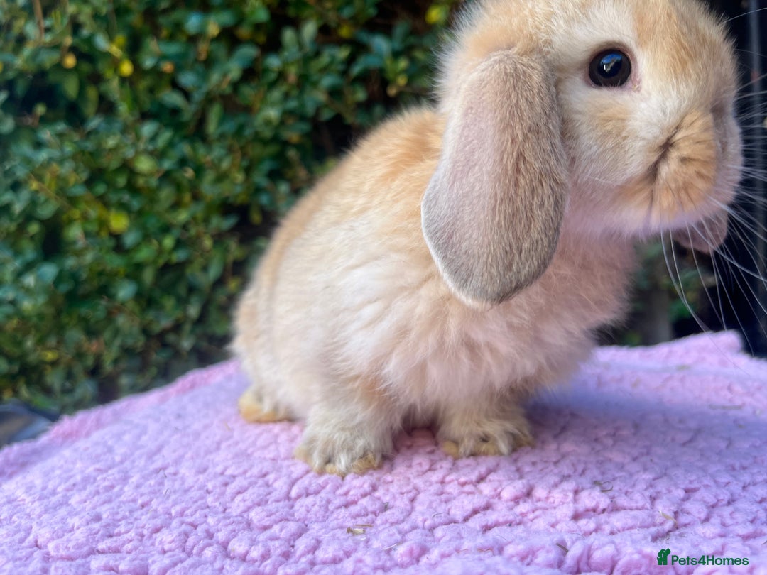Mini Lop rabbits for sale: Mini lops available  - Image 4