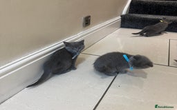 British Shorthair cats for sale: 2 girls 2 boys British shorthair ready to leave  - Image 11