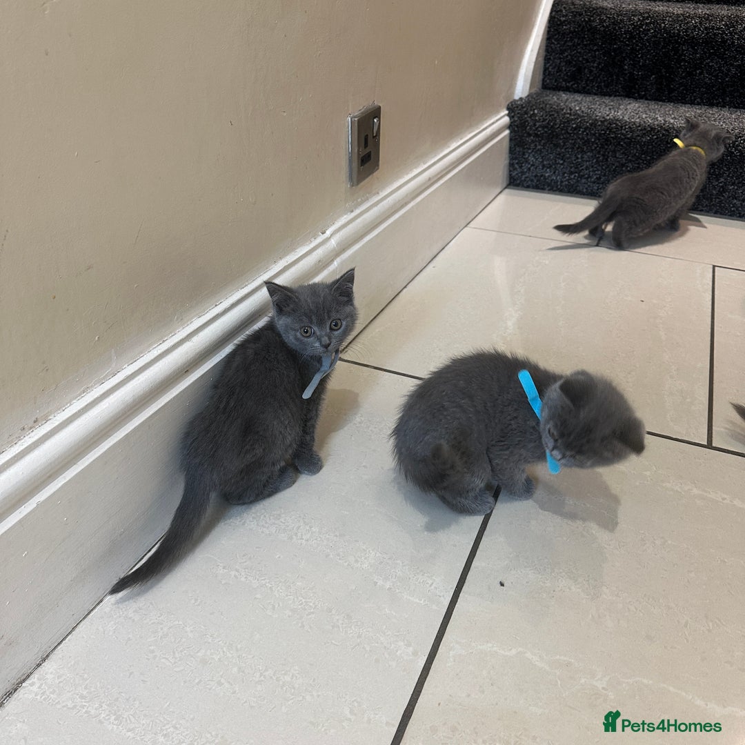 British Shorthair cats for sale: 2 girls 2 boys British shorthair ready to leave  - Image 11