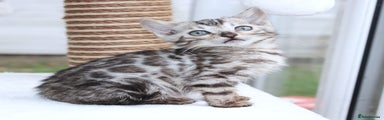 Bengal Kitten 1