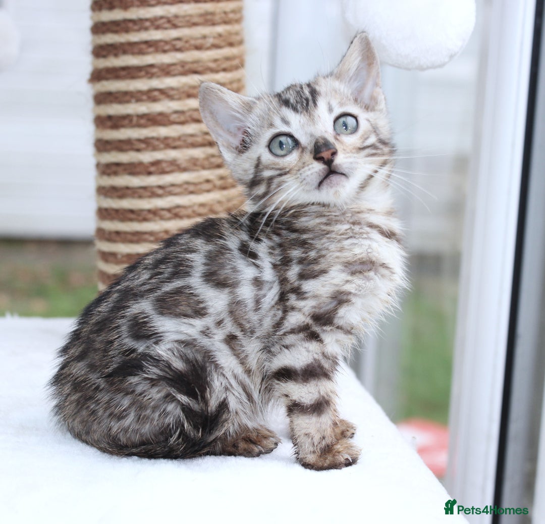 Bengal cats for sale: CUTE SILVER FEMALE BENGAL KITTEN (TICA)  - Advert 19