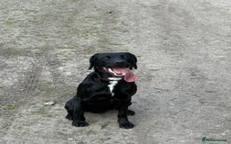 Mixed Breed dogs for sale: 1 year old GSP X Lab  - Image 10