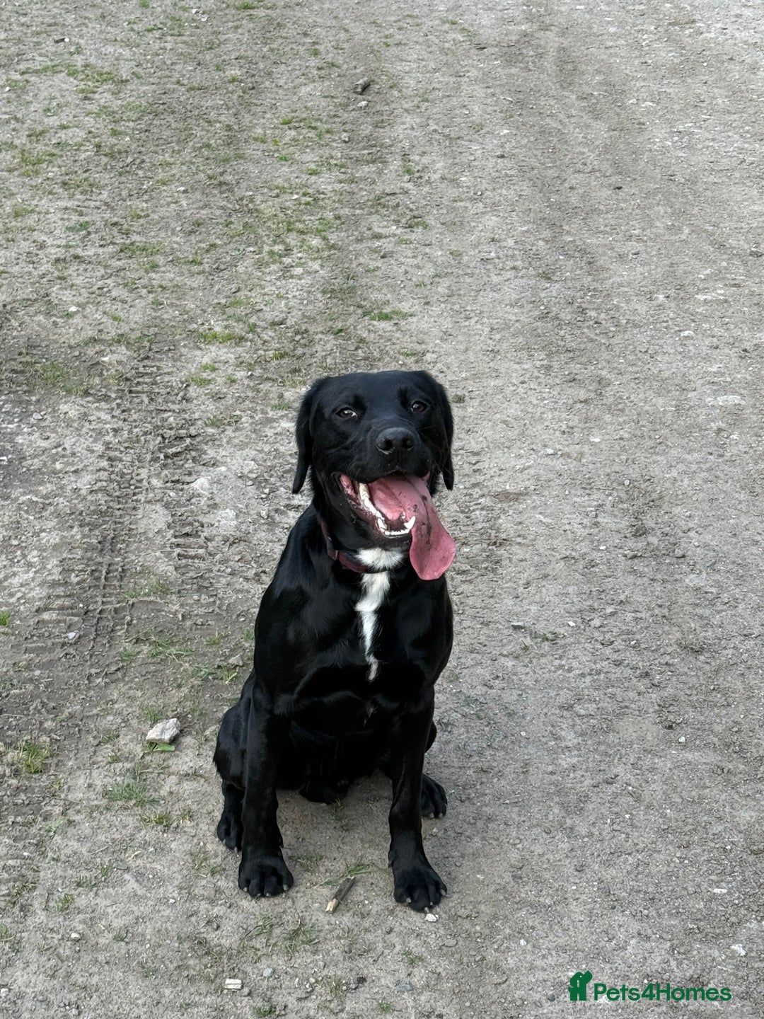 Mixed Breed dogs for sale: 1 year old GSP X Lab  - Image 10