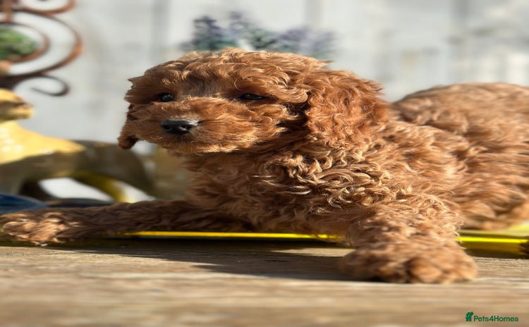 Cockapoo dogs - Advert 4