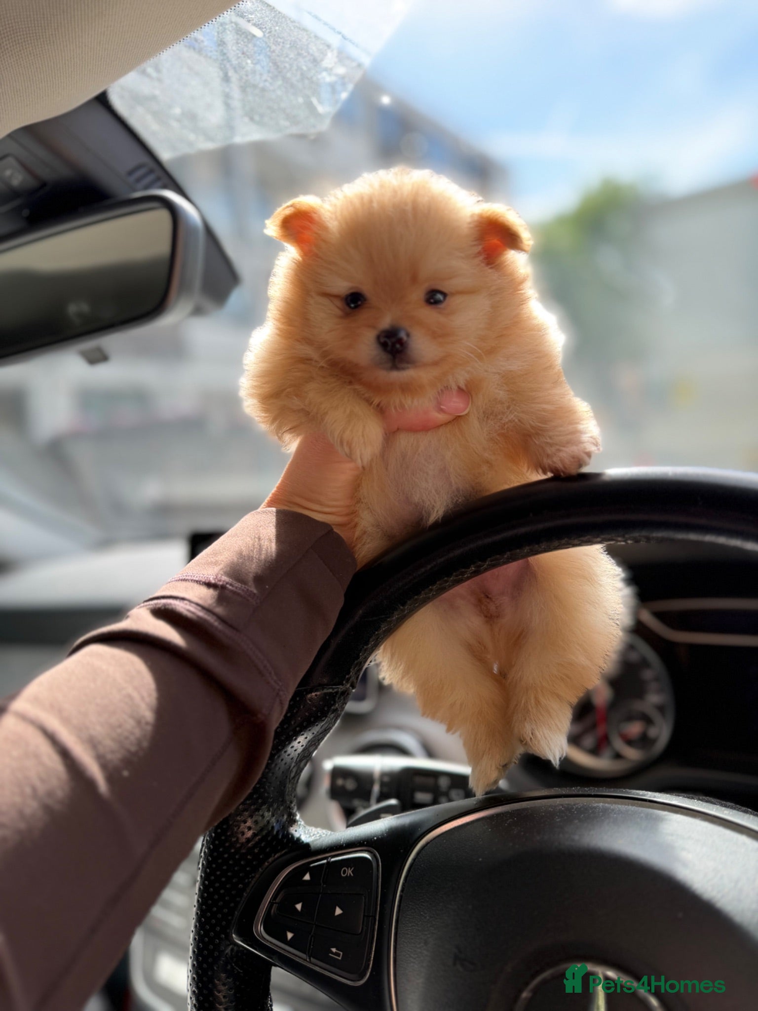 Pomeranian dogs Gorgeous Poms  - Advert 7