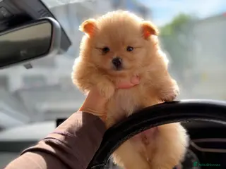 Pomeranian dogs Gorgeous Poms - Advert 13