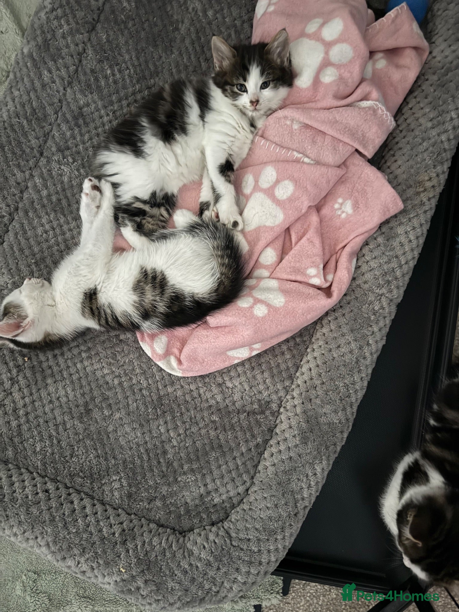 Mixed Breed cats Kitten - Advert 3