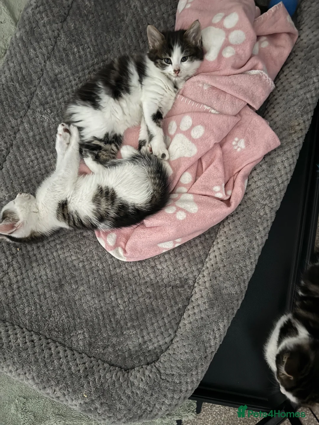 Mixed Breed cats for sale: Kitten - Advert 1