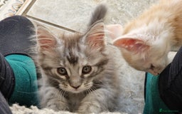 Maine Coon cats for sale: Stunning Maine Coon kittens - Image 14