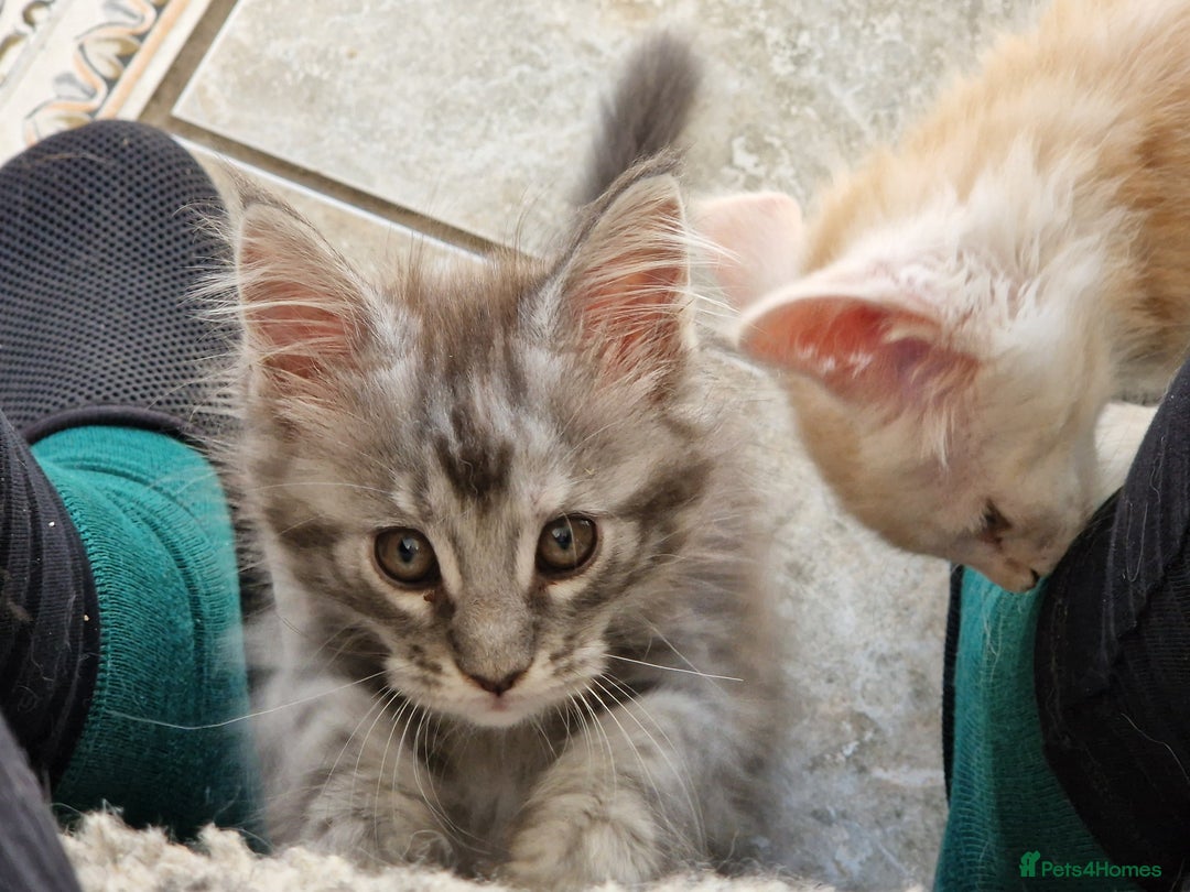 Maine Coon cats for sale: Stunning Maine Coon kittens - Image 14