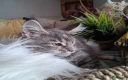 Maine Coon cats for sale: MAINE COON XL purebred registered active - Image 19