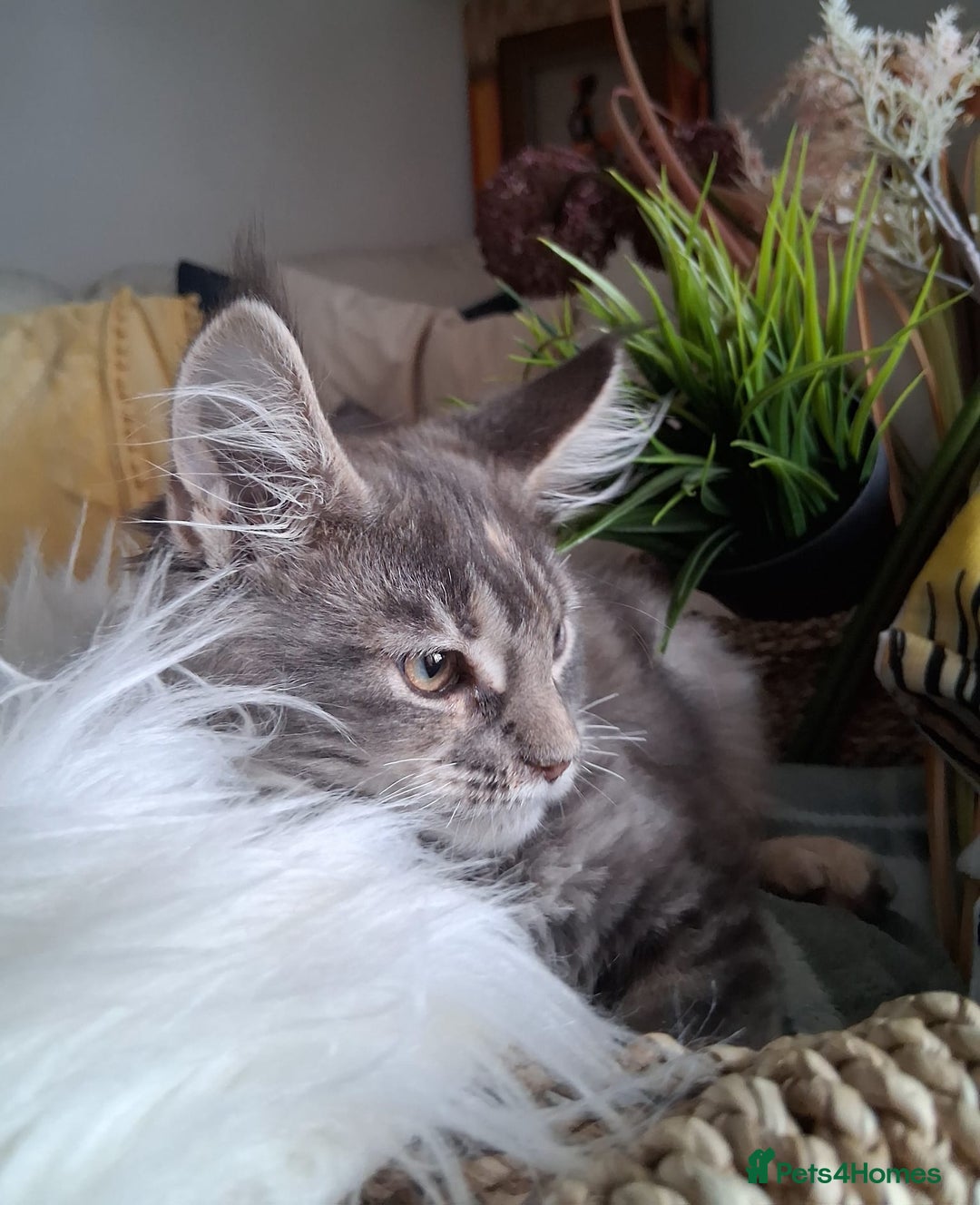 Maine Coon cats for sale: MAINE COON XL purebred registered active - Image 19