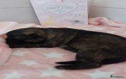 German Shepherd dogs for sale: 7  beautiful german shephered pups  - Image 14