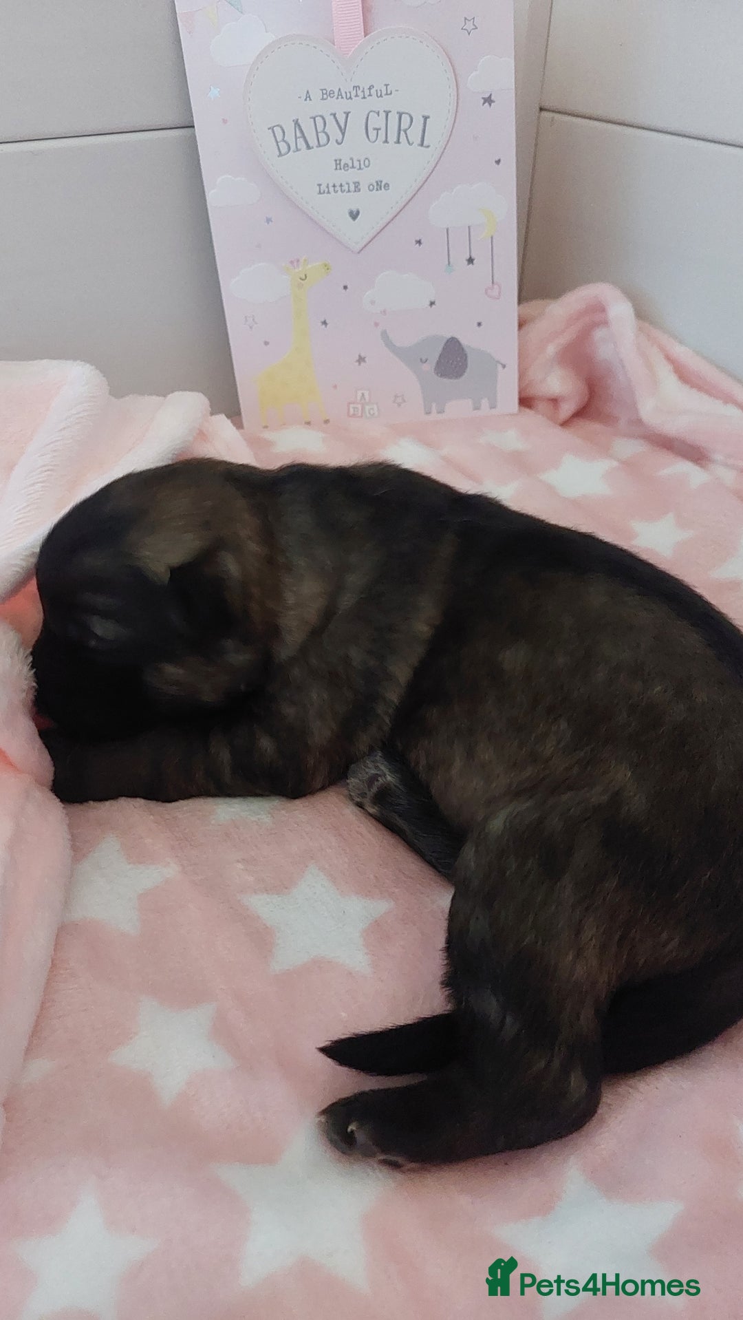 German Shepherd dogs for sale: 7  beautiful german shephered pups  - Image 14