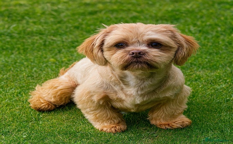 Shih Tzu dogs - Advert 12