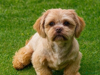 Shih Tzu dogs - Advert 5