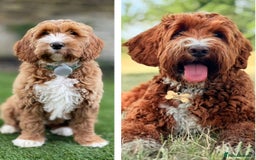 Australian Labradoodle dogs for sale: Australian Labradoodles RED&WHITE - Waiting list  - Image 4