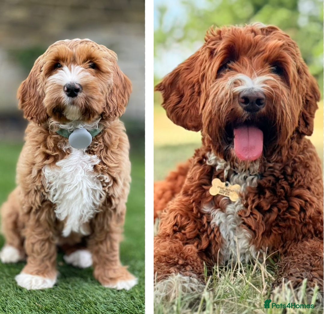 Australian Labradoodle dogs for sale: Australian Labradoodles RED&WHITE - Waiting list  - Image 4