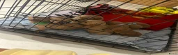 Schnoodle dogs for sale: 7 schnoodle puppies  - Advert 3