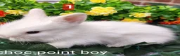 Lionhead rabbits for sale: Lionhead babies double maned  - Advert 1