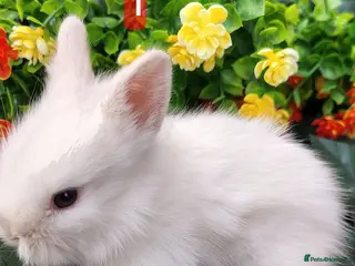 Lionhead rabbits Lionhead babies double maned - Advert 13