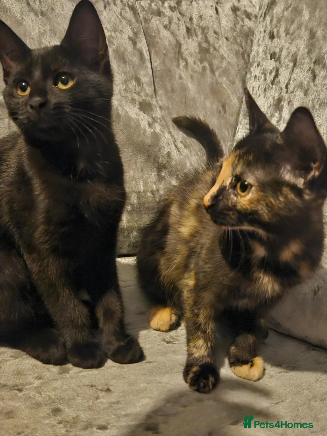 Domestic Shorthair cats for sale: Two girls needing a home - Advert 2