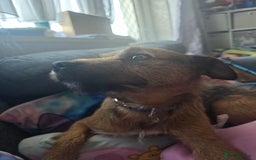 Patterdale Terrier dogs for sale: Adult dog - Image 4